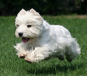 west highland white terrier obeying Come