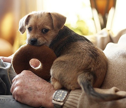 terrier pup on owner's lap
