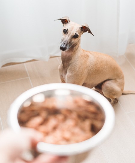 whippet waiting politely for his food bowl