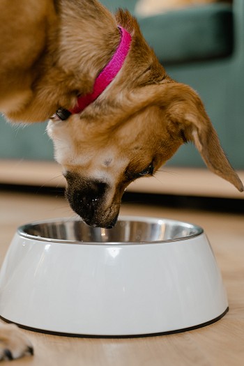 dog staring into his bowl