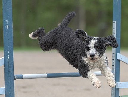 spanish water dog clearing an agility jump