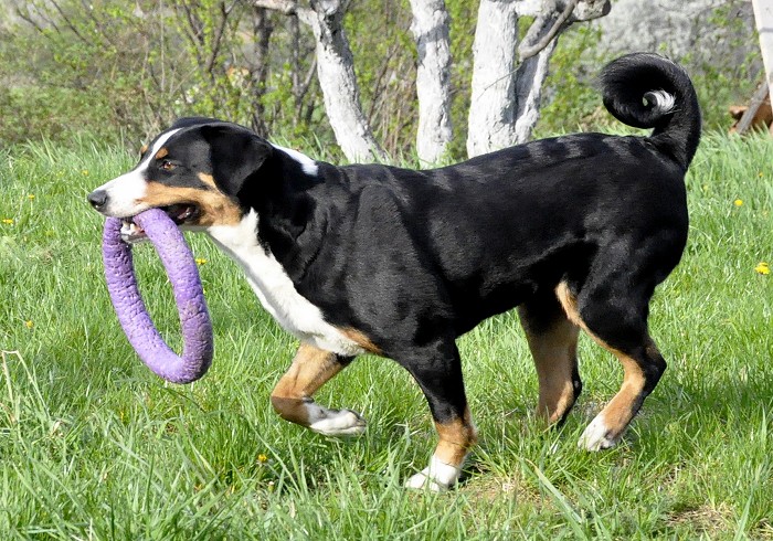 appenzeller mountain dog parading around with his toy