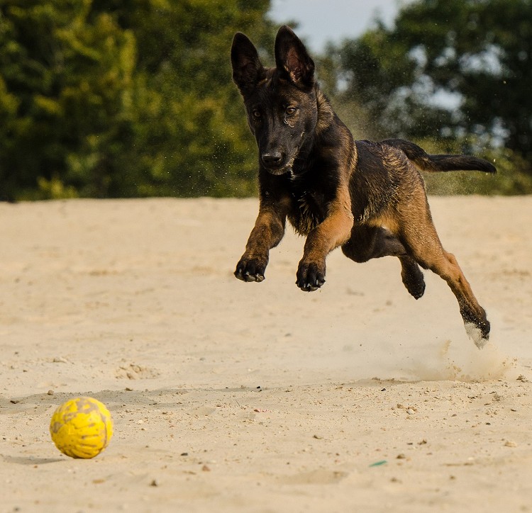 belgian malinois puppy chasing ball