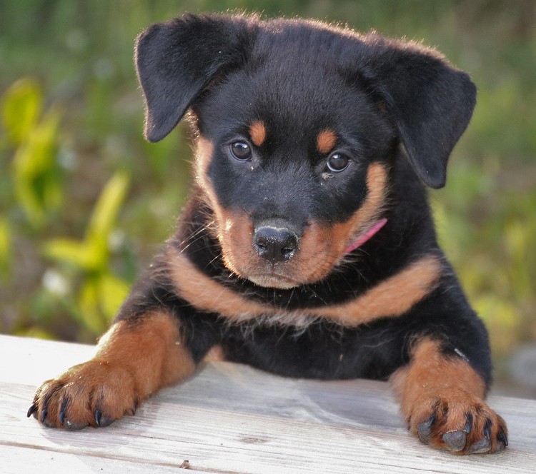 rottweiler puppy ready to play