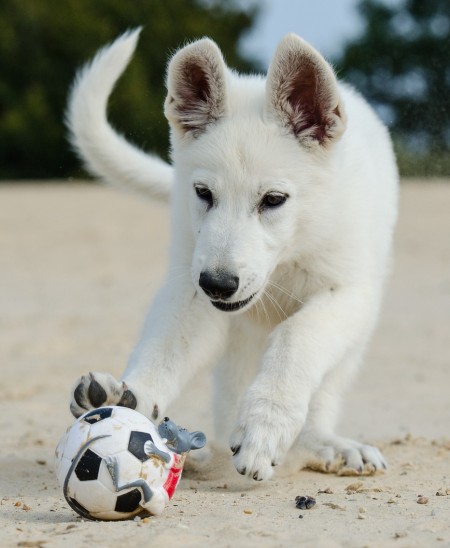 white shepherd puppy chasing a ball