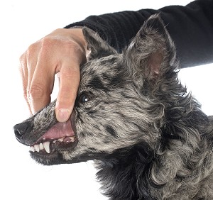 opening the mouth of a calm mudi dog