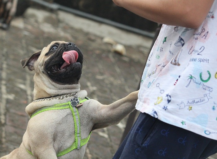 pug dog jumping on owner