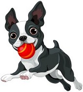 Boston Terrier with ball