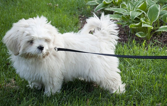 white pup pulling on the leash