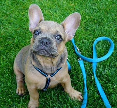 blue and tan french bulldog looking attentively at owner
