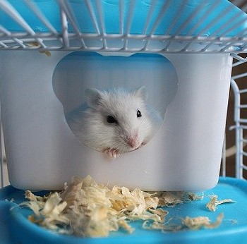 white hamster in a cage