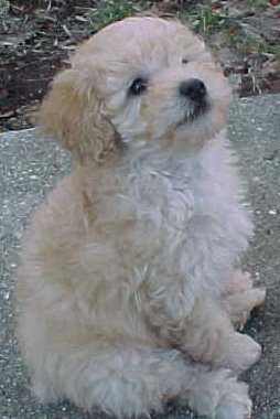 miniature poodle puppy, loves everyone