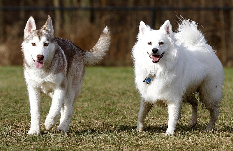 siberian husky and american eskimo dog