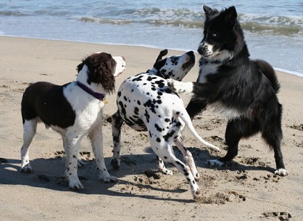 group of 3 dogs play-fighting