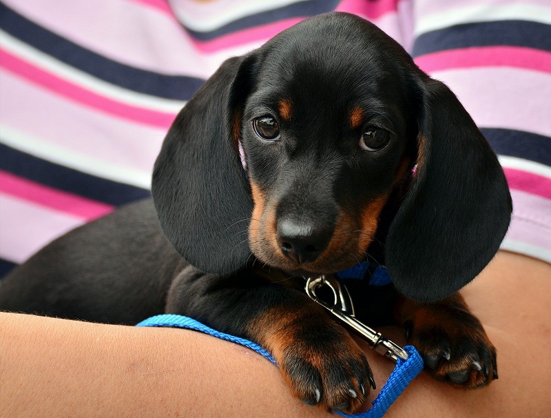Dachshund looking attentively at you