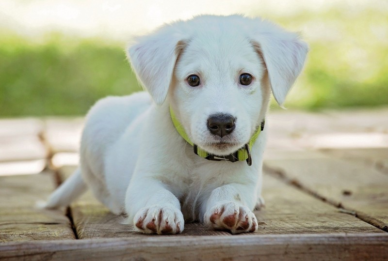 White pup looking attentively at you