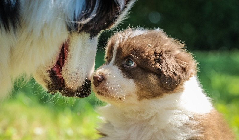 Aussie pup listening attentively to Mom