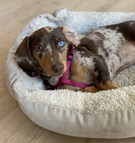 dachshund on dog bed