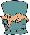 dog sleeping on chair