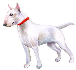 white Bull Terrier