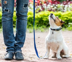 JRT sitting on a loose leash