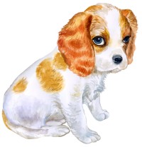 Cavalier pup