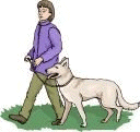 white shepherd walking nicely