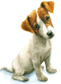 Terrier pup