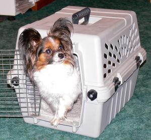 Papillon in a crate