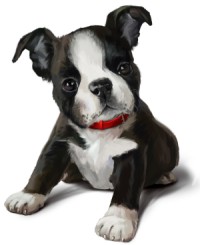 Boston Terrier pup