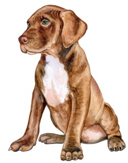 brown pup sitting