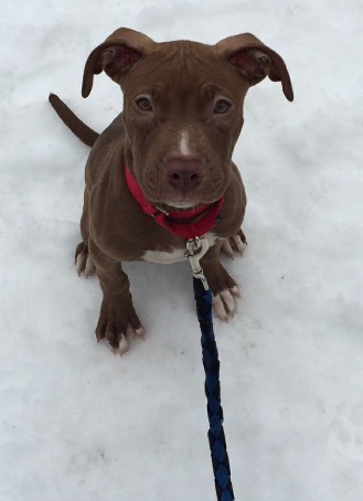 pit bull puppy sitting nicely