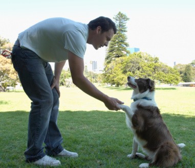 australian shepherd shaking hands with male owner