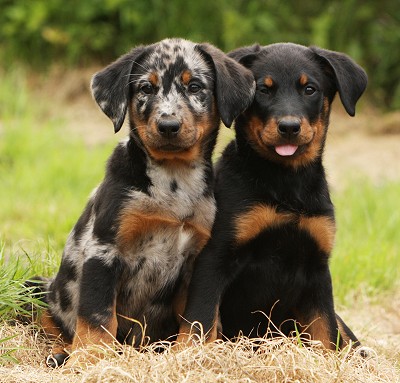 beauceron pups