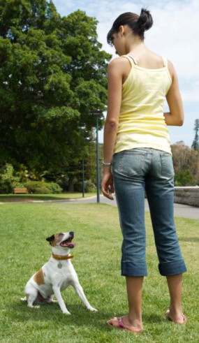 jack russell terrier sitting attentively in front of young female owner