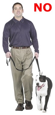 pit bull on tight leash