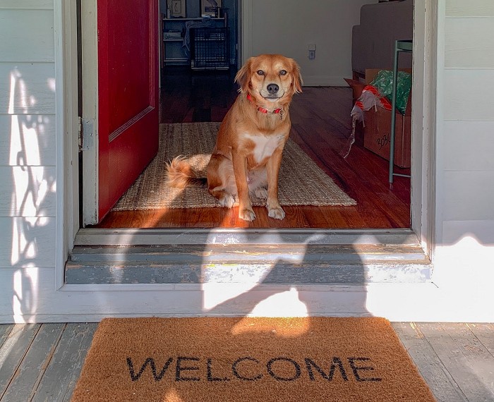 Pup waiting inside the door