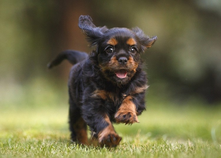 Cavalier King Charles Spaniel obeying Come command by running towards you