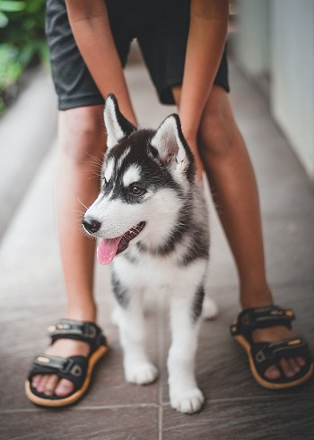 Siberian Husky pup being rewarded with petting