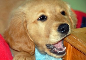 Golden Retriever pup chewing on furniture