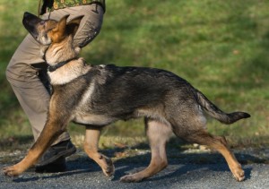 german shepherd dog walking with owner